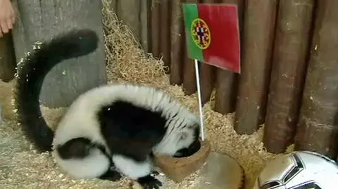 Pierwszym wyborem lemurzycy była mieseczka z wetkniętą flagą Portugalii