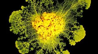 Śluzowce potrafią się uczyć, mimo że nie mają mózgu