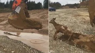 Jelonek uratowany z błota