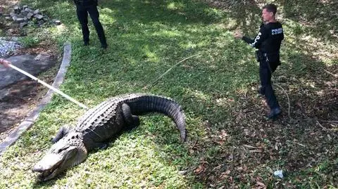 100-letni aligator złapany w parku