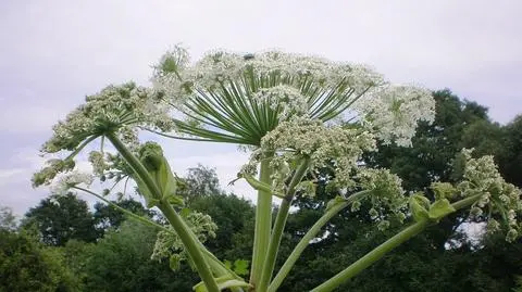 Barszcz Sosnowskiego