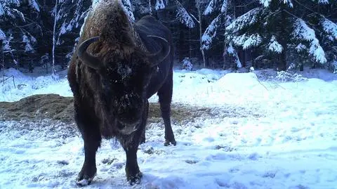 Żubr Wiktor skusił się na sianokiszonkę i wpadł... w fotopułapkę