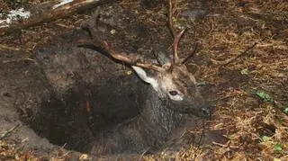 Daniel w bursztynowym dole