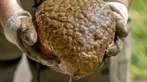 To "coś" znaleziono w kanadyjskim parku. Ekscytacja badaczy