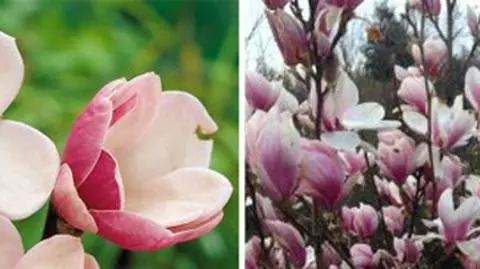 Polska krajem kwitnącej magnolii