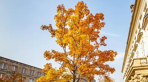 Dzień będzie słoneczny
