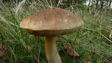Koźlarz (Leccinum Gray), kozak – rodzaj grzybów z rodziny borowikowatych (Boletaceae).
13.09.2011
Puszcza Bydgoska