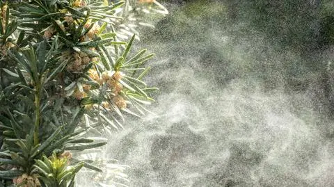Życie w mieście sprzyja nasilonym objawom alergii. "Mamy połowę maja, a nadal pylą drzewa"