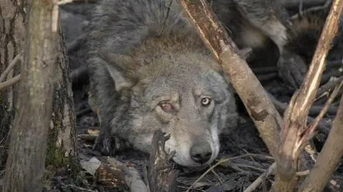 Wilk uratowany z wnyków. "Okrucieństwo kłusowników"