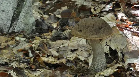 Koźlarz grabowy Leccinum pseudoscabrum

