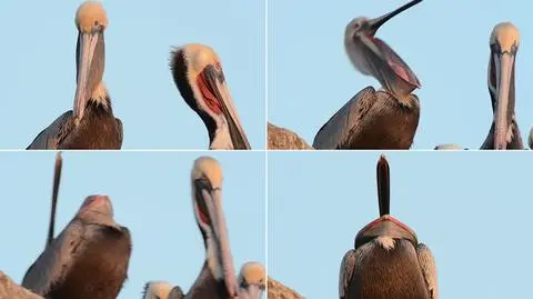 Wyglądają, jakby miały pożreć same siebie