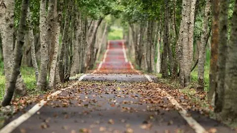 Uwaga na jesienne liście na mokrej drodze