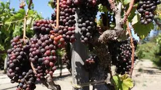 Amerykańskie wina zmienią smak?