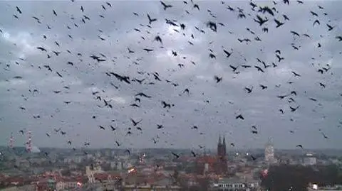 Czarna chmura ptaków nad Białymstokiem