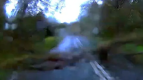 Na auto zawaliło się drzewo