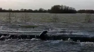 Foka pokonała 130 km, zanim dotarła na pole