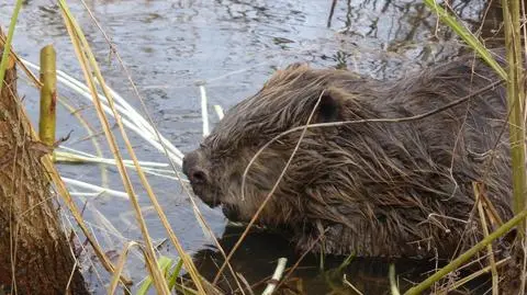 Do miasta zawitał bóbr, który nie boi się ludzi. "To nie jest normalne"