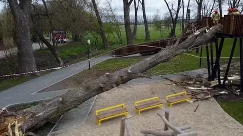 Wiatr powalił drzewo 