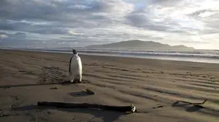 Pingwin cesarski spaceruje po plaży Peka Peka