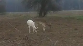 Daniel albinos w lasach w okolicy Nowej Soli