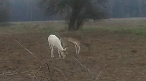 Daniel albinos z towarzyszem na śniadaniu. "Nie uwierzyłem w to, co zobaczyłem"