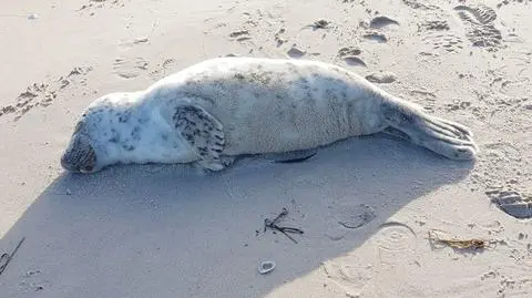 Najpierw kąpiel słoneczna, później chlup do wody. Foka na plaży w Kołobrzegu