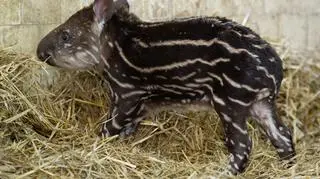 Młody tapir w łódzkim zoo