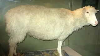 Wypchaną Dolly można obejrzeć w Szkocji