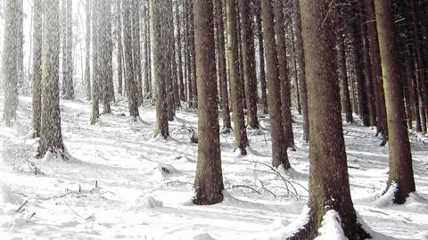 Na Suwalszczyźnie spadnie w czwartek śnieg