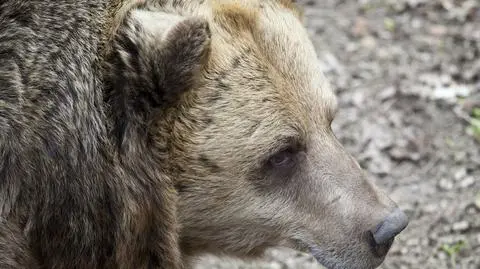 Spotkał w lesie młodego misia. Uciekając, wspiął się na drzewo i spadł