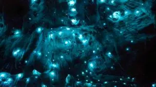 Arachnocampa luminosa