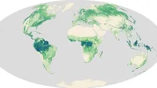 Globalna mapa wysokości lasów