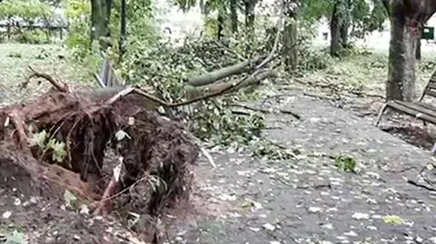 Połamane drzewa na Lubelszczyźnie