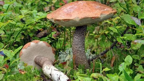 Koźlarz sosnowy Leccinum vulpinum