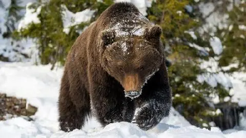 Niedźwiedzie występując głównie na Podkarpaciu