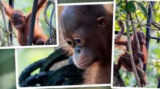 Ten mały orangutan był więziony przez dwa lata