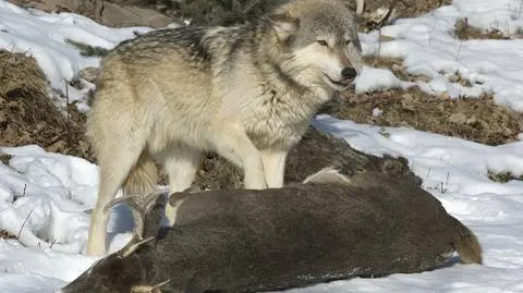 Wilki na Podkarpaciu z głodu nie zginą. Na jednego przypada aż 20 jeleni