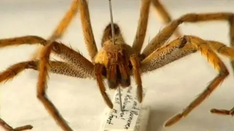 Jadowity pająk sterroryzował supermarket