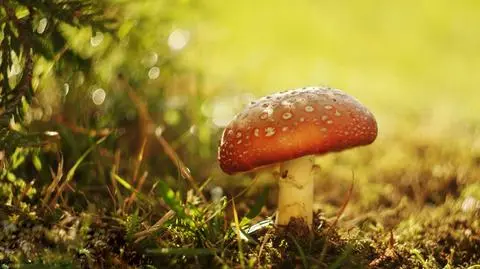 Aktualnie czytasz: Jak scenografia animacji. Grzybowy mikrokosmos