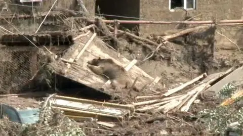 6 lwów, 6 tygrysów, 7 niedźwiedzi, 13 wilków i hipopotam na ulicach Tbilisi