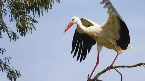 Wyszedł z aresztu, trafił do garnka. Smutny koniec bociana "szpiega"