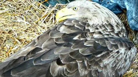 Wycieńczyła go długa zima. Był bezsilny