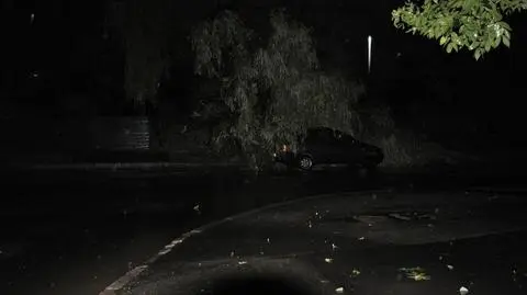 Samochód przygnieciony drzewem przy ul. Gustawa Morcinka.
