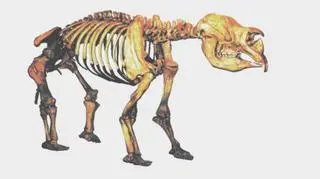 Szkielet diprotodona