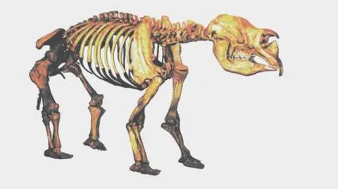 3-tonowy wombat na sterydach