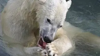Niedźwiedzie polarne muszą szukać pożywienia, które zastąpi foki