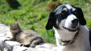 Latem nasze pupile są zagrożone
