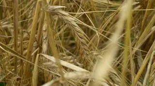 Jakość ziarna będzie słaba