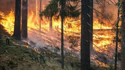 Ponad pięć tysięcy pożarów lasów w tym roku. "Wystarczy jedna iskra"