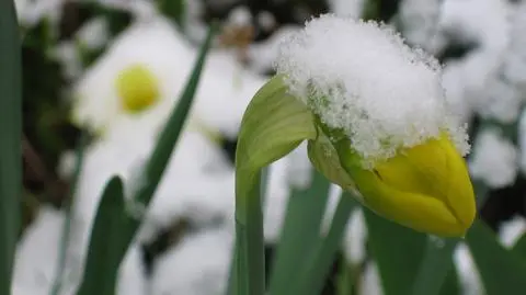 Jutro wkroczy meteorologiczna wiosna, ale zima jeszcze wróci